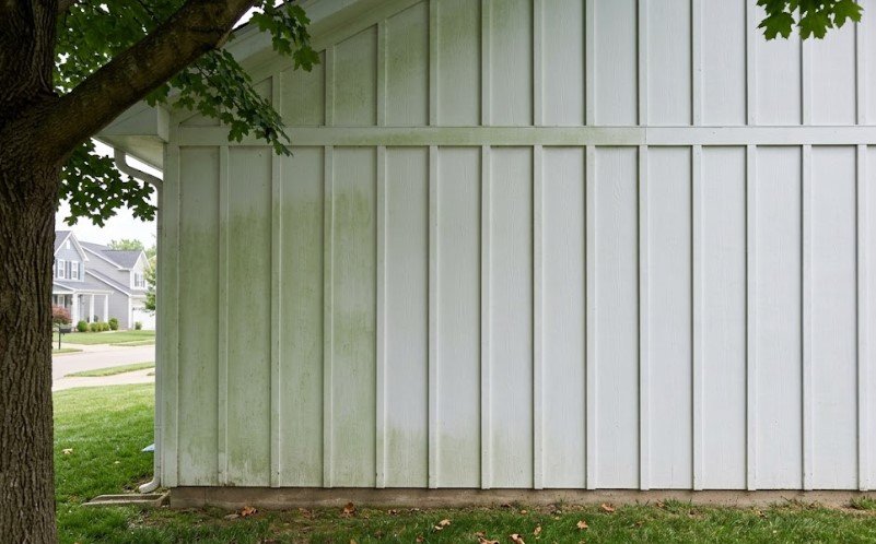 Exterior Paint Problems and Solutions: Why Peeling Sills and Mildew Dominate in KY 3 Green mildew on shaded board-and-batten siding under a large tree